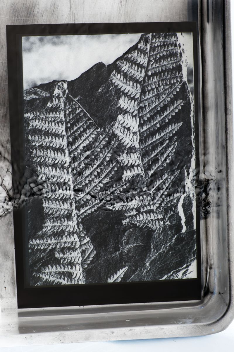 © sarah ritter - Fossil, water, negative 4x5 inch, 1958-2024