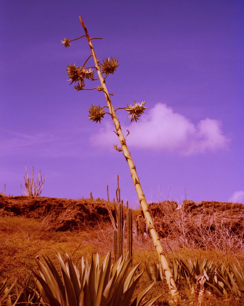 © Sander Coers - Image from the Blue Mood (Al Mar) photography project