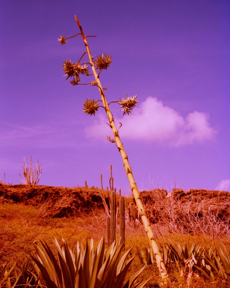 © Sander Coers - Image from the Blue Mood (Al Mar) photography project