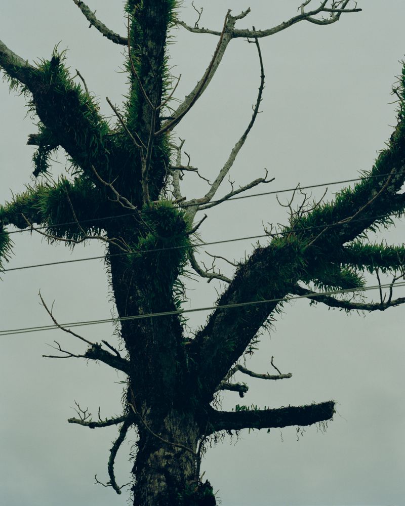 © Sander Coers - The Mountain That Protects Us V - 2024 - Pigment Print