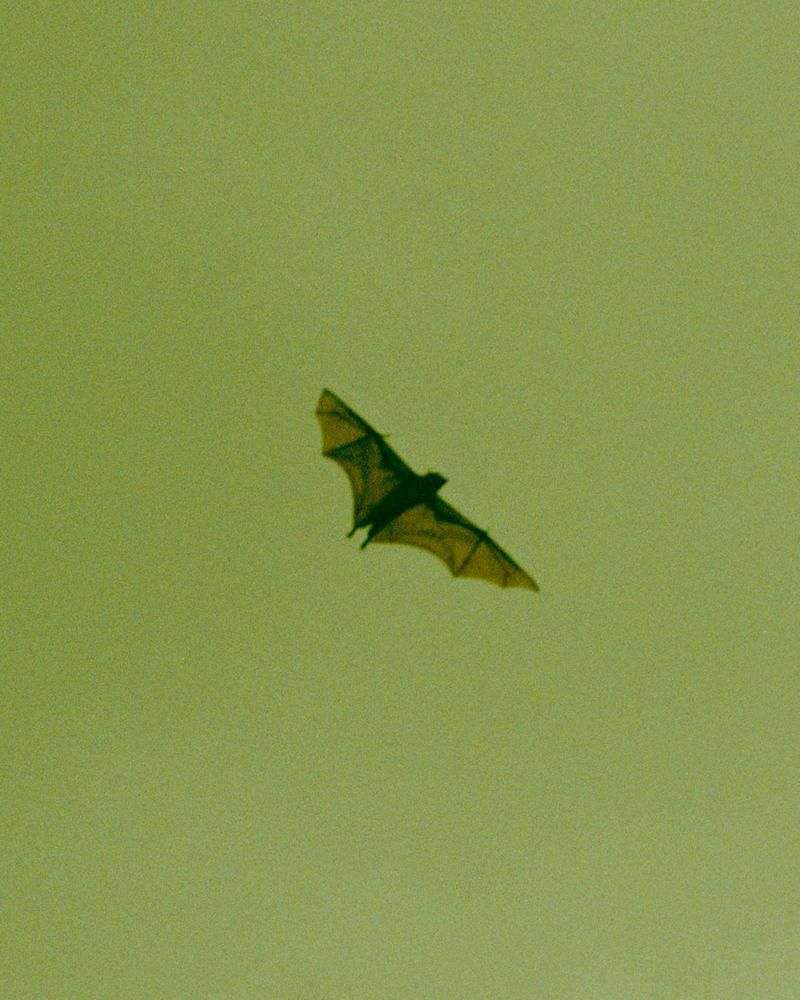 © Sander Coers - The Mountain That Protects Us VI - 2024 - Pigment Print