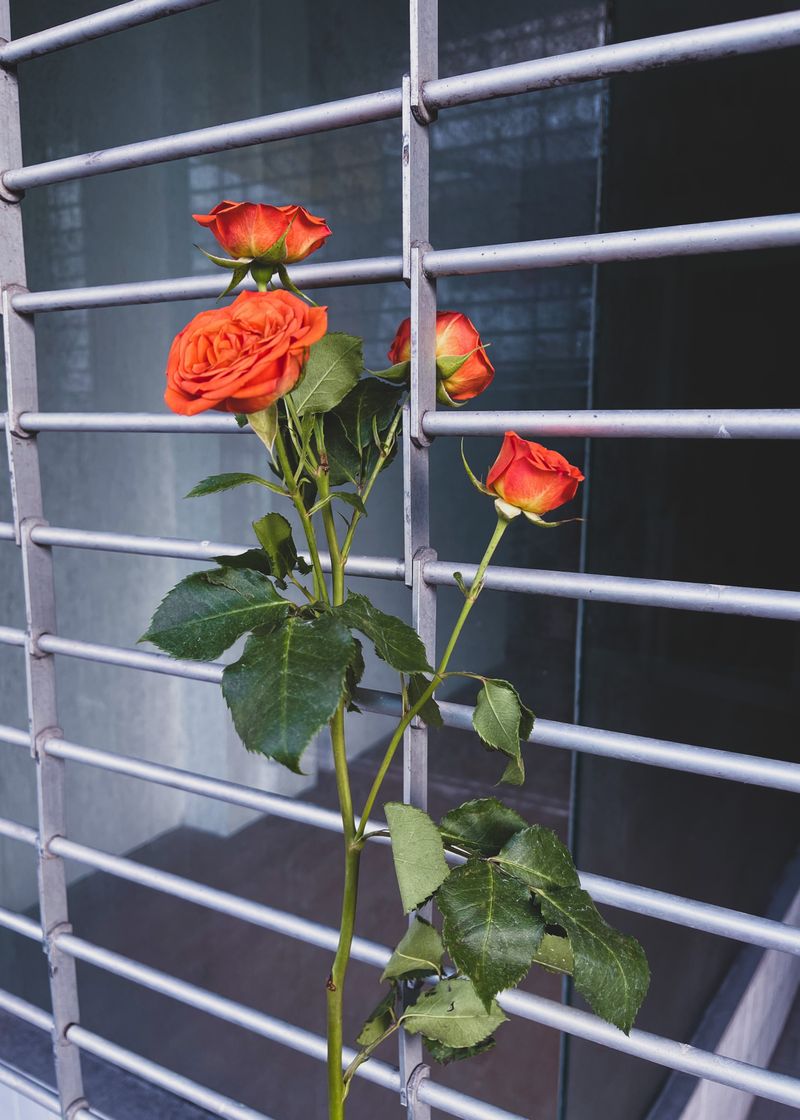 © Gedma Estrada - Image from the Tell me about a time you felt like you were dreaming. photography project