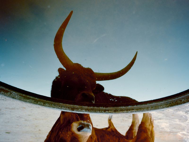 © Bruno Ribeiro - Image from the The Grass Needs To Be Cut photography project