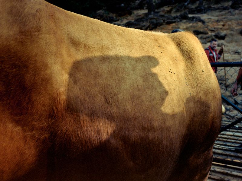 © Bruno Ribeiro - Image from the The Grass Needs To Be Cut photography project