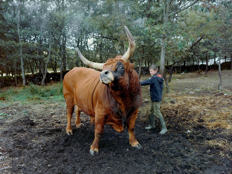 © Bruno Ribeiro - Image from the The Grass Needs To Be Cut photography project