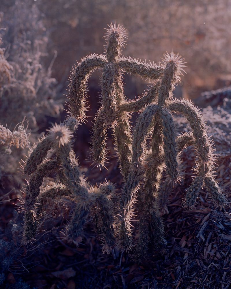 © Lewis Khan - Walter #1