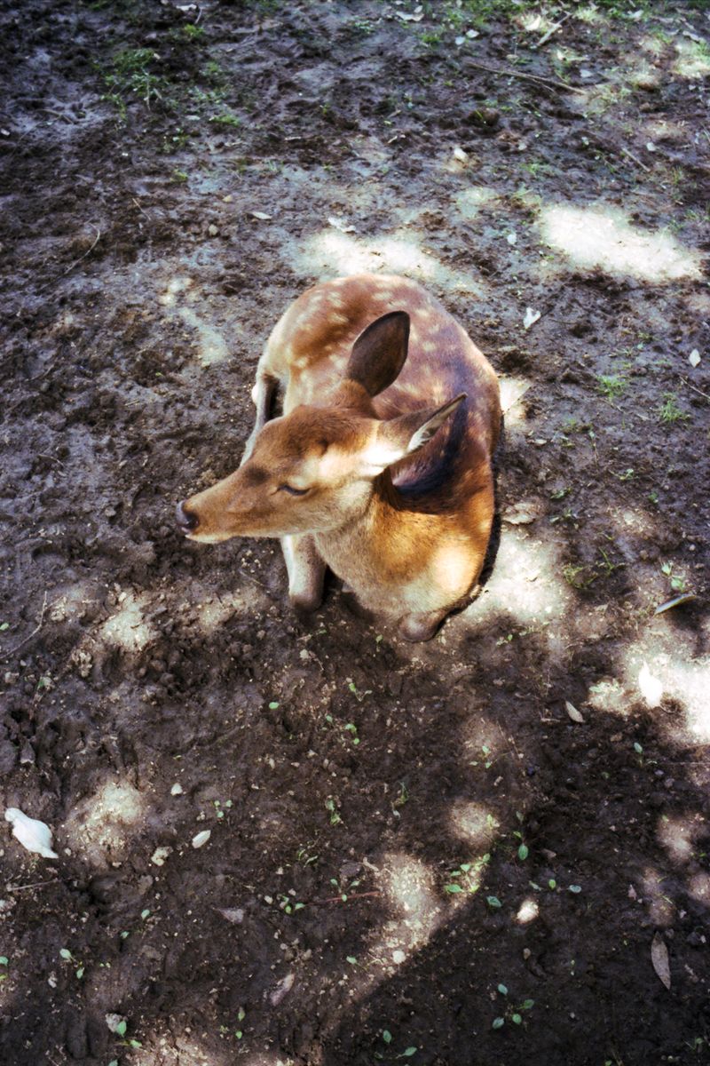 © Jeroen De Wandel - U-NJP-2016-KH-R_01 (Nara, Japan)