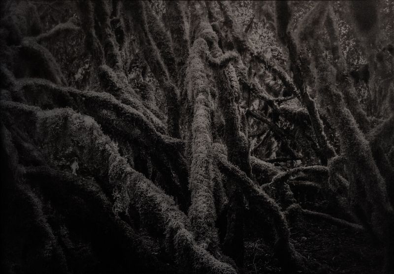 © Amélie Labourdette - Image from the A pure spirit grows beneath the bark of stones photography project