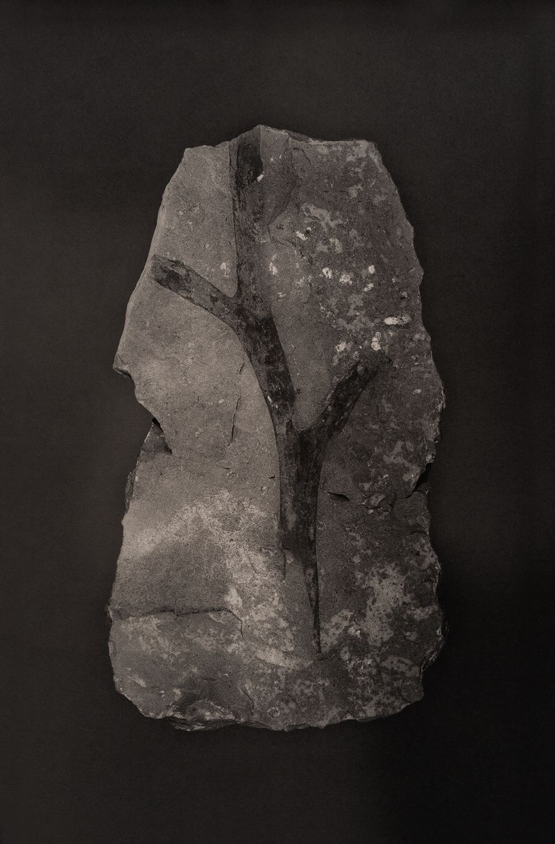 © Amélie Labourdette - Image from the A pure spirit grows beneath the bark of stones photography project