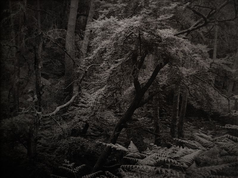 © Amélie Labourdette - Image from the A pure spirit grows beneath the bark of stones photography project