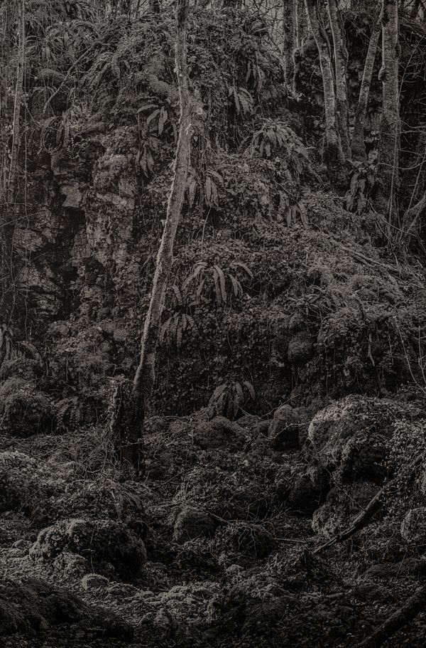 © Amélie Labourdette - Image from the A pure spirit grows beneath the bark of stones photography project