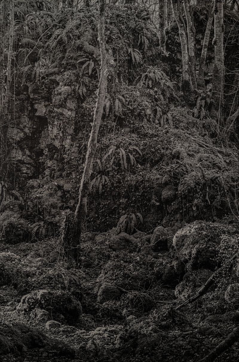 © Amélie Labourdette - Image from the A pure spirit grows beneath the bark of stones photography project