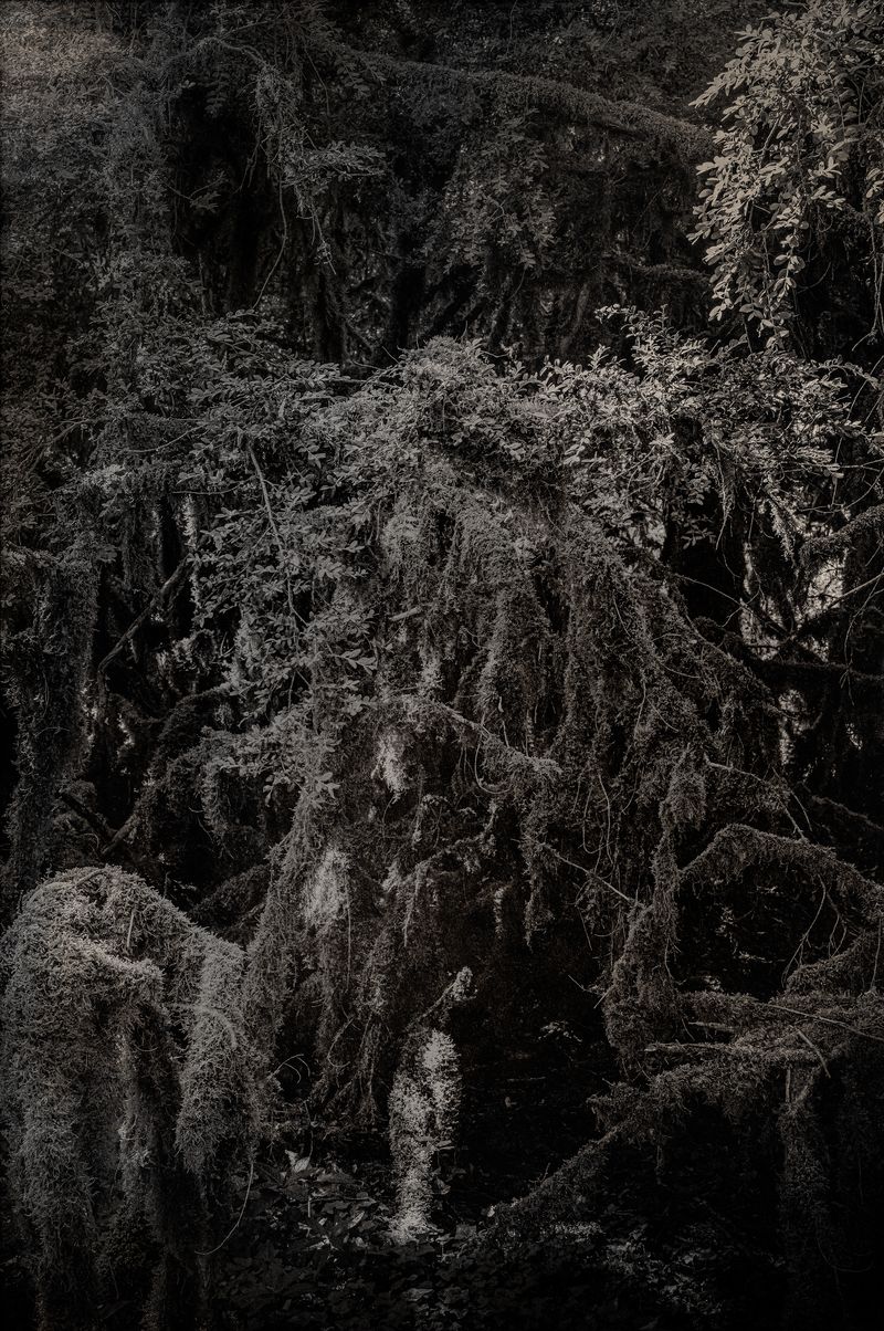 © Amélie Labourdette - Image from the A pure spirit grows beneath the bark of stones photography project