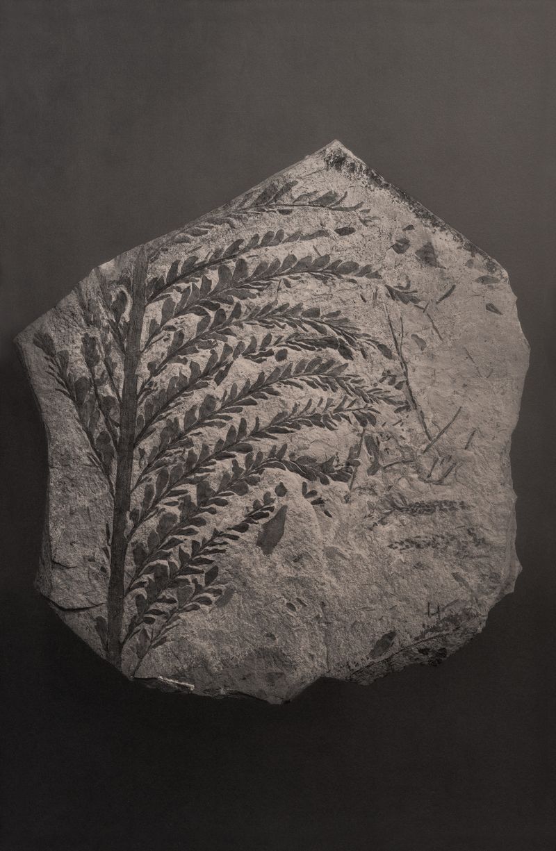 © Amélie Labourdette - Image from the A pure spirit grows beneath the bark of stones photography project