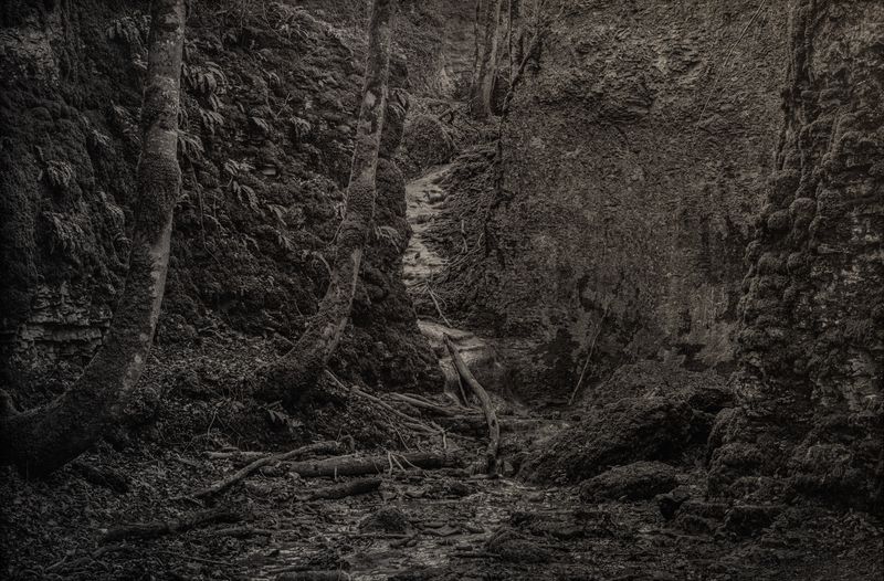 © Amélie Labourdette - Image from the A pure spirit grows beneath the bark of stones photography project