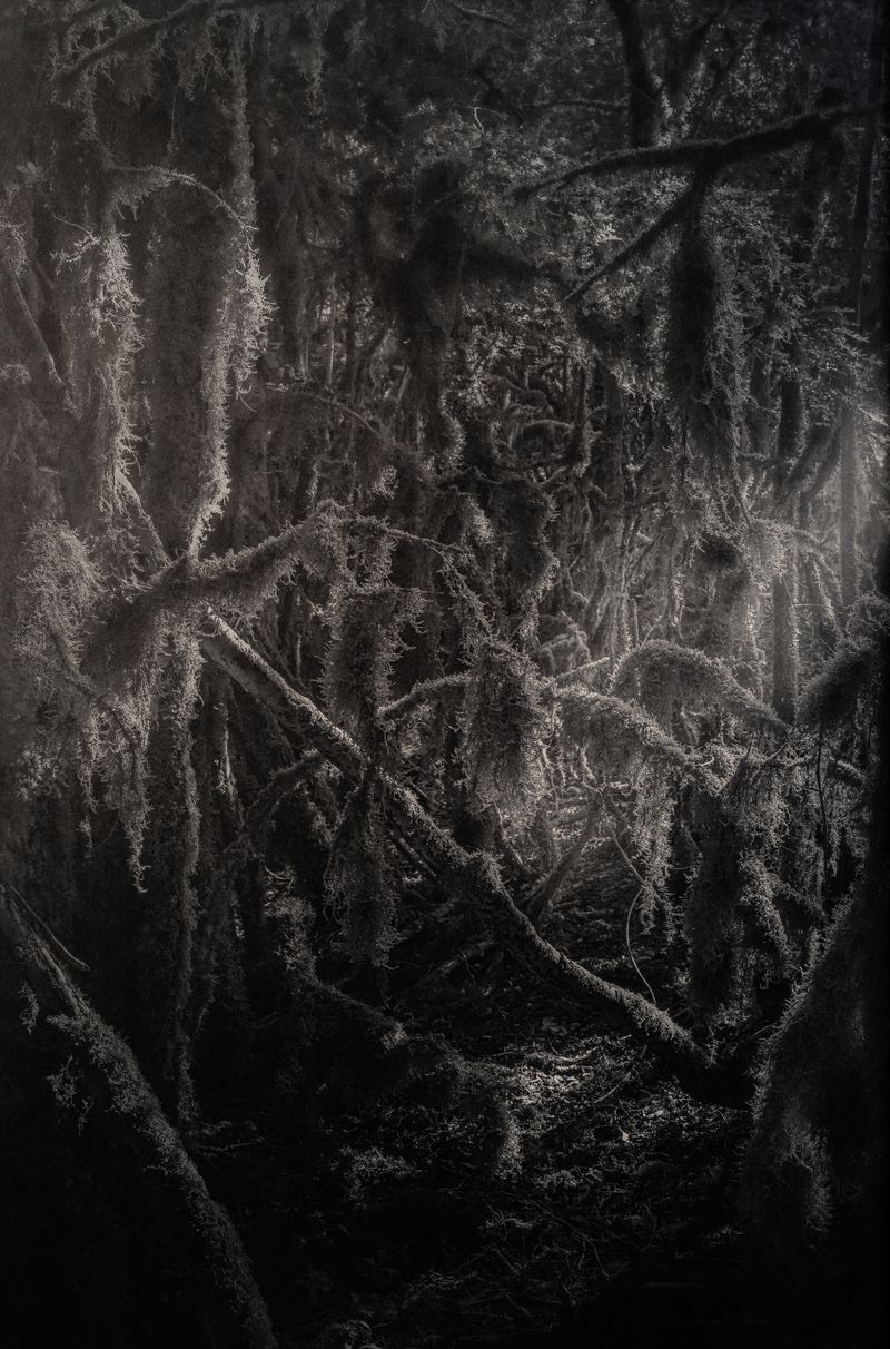 © Amélie Labourdette - Image from the A pure spirit grows beneath the bark of stones photography project