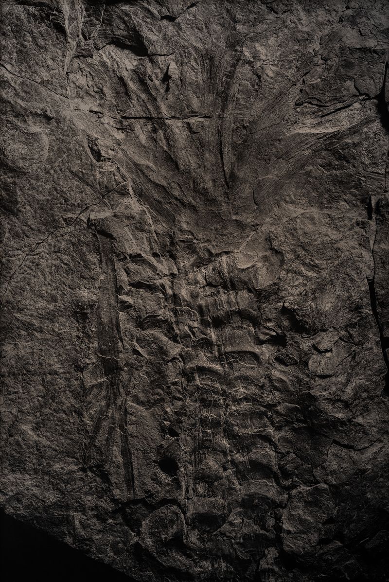 © Amélie Labourdette - Image from the A pure spirit grows beneath the bark of stones photography project