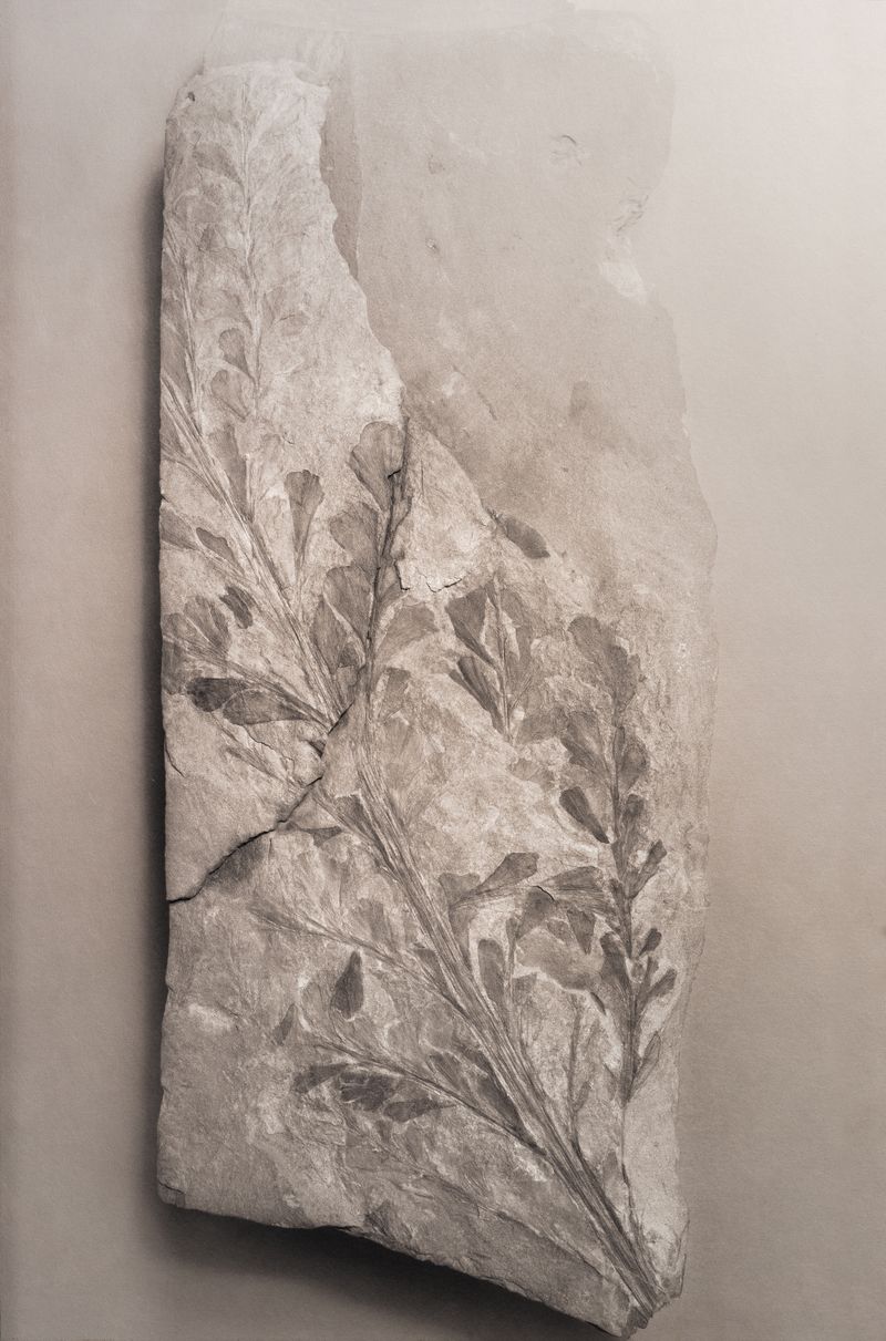 © Amélie Labourdette - Image from the A pure spirit grows beneath the bark of stones photography project