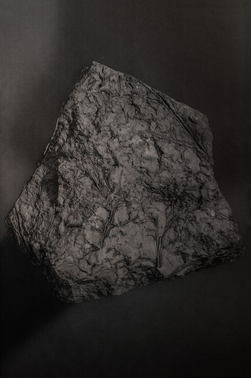 © Amélie Labourdette - Image from the A pure spirit grows beneath the bark of stones photography project