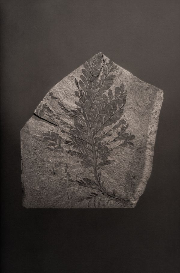 © Amélie Labourdette - Image from the A pure spirit grows beneath the bark of stones photography project