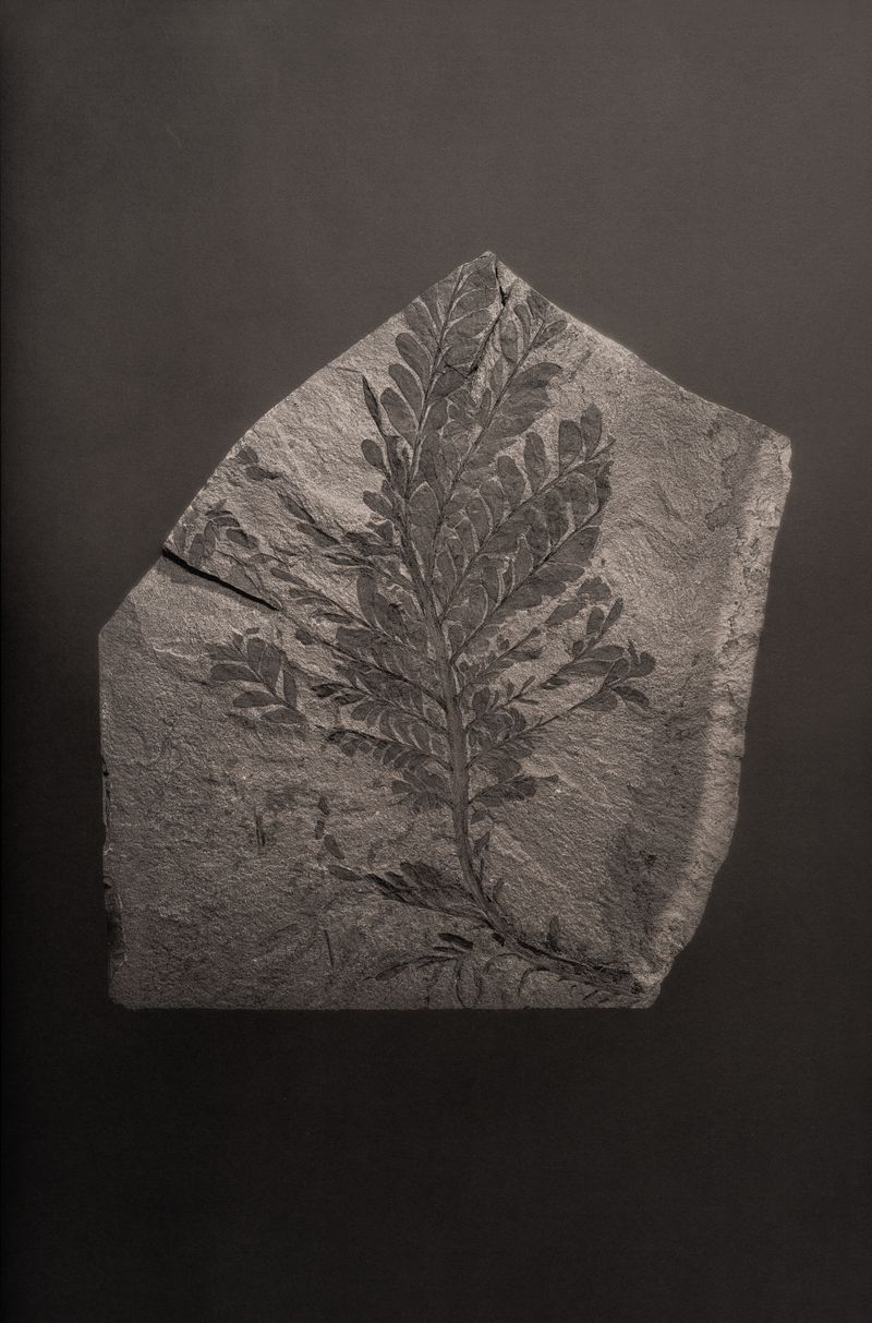 © Amélie Labourdette - Image from the A pure spirit grows beneath the bark of stones photography project