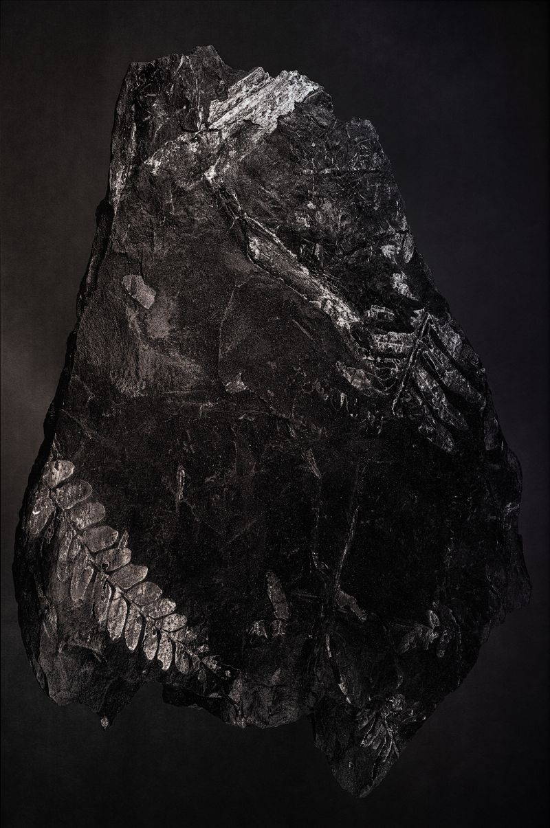 © Amélie Labourdette - Image from the A pure spirit grows beneath the bark of stones photography project