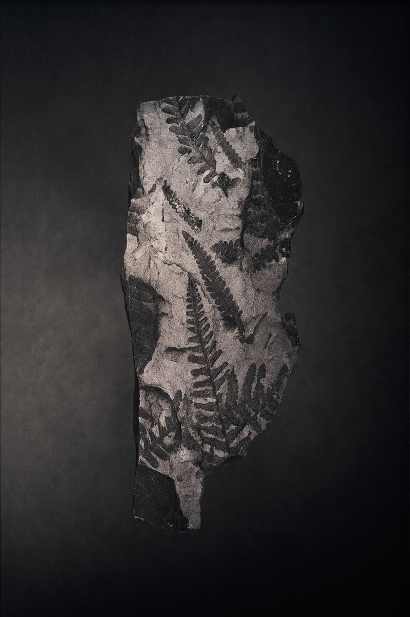 © Amélie Labourdette - Image from the A pure spirit grows beneath the bark of stones photography project