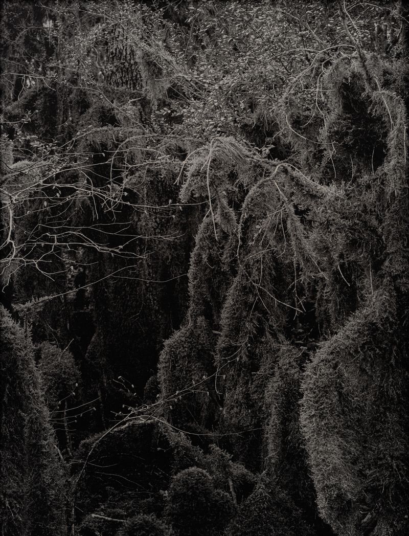 © Amélie Labourdette - Image from the A pure spirit grows beneath the bark of stones photography project