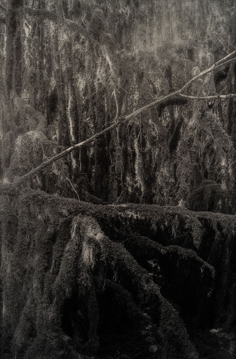 © Amélie Labourdette - Image from the A pure spirit grows beneath the bark of stones photography project