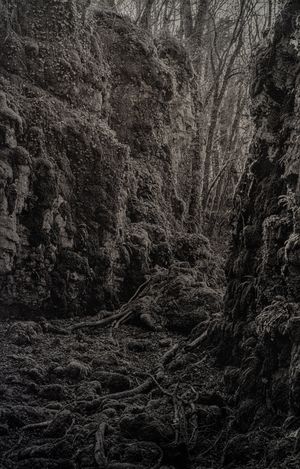 A pure spirit grows beneath the bark of stones