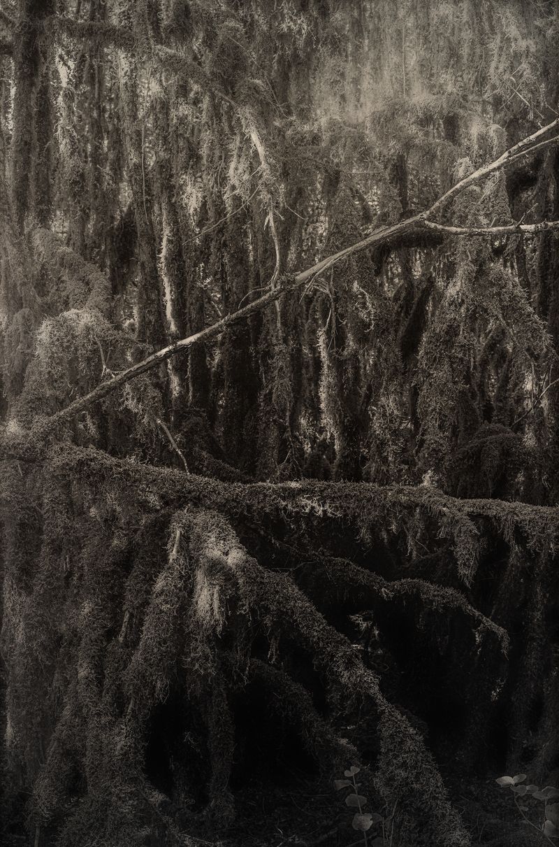 © Amélie Labourdette - Image from the A pure spirit grows beneath the bark of stones photography project