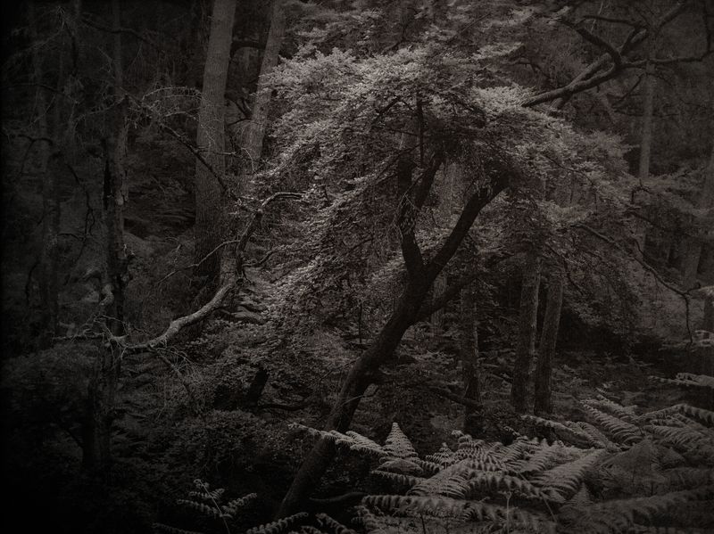 © Amélie Labourdette - Image from the A pure spirit grows beneath the bark of stones photography project