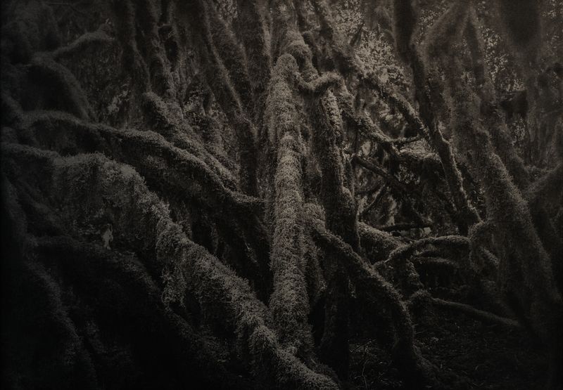 © Amélie Labourdette - Image from the A pure spirit grows beneath the bark of stones photography project