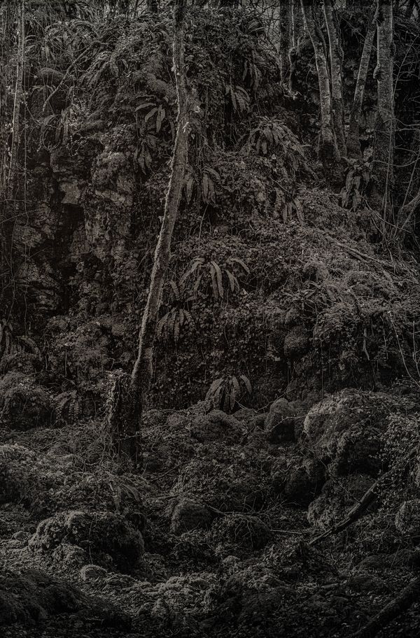 © Amélie Labourdette - Image from the A pure spirit grows beneath the bark of stones photography project