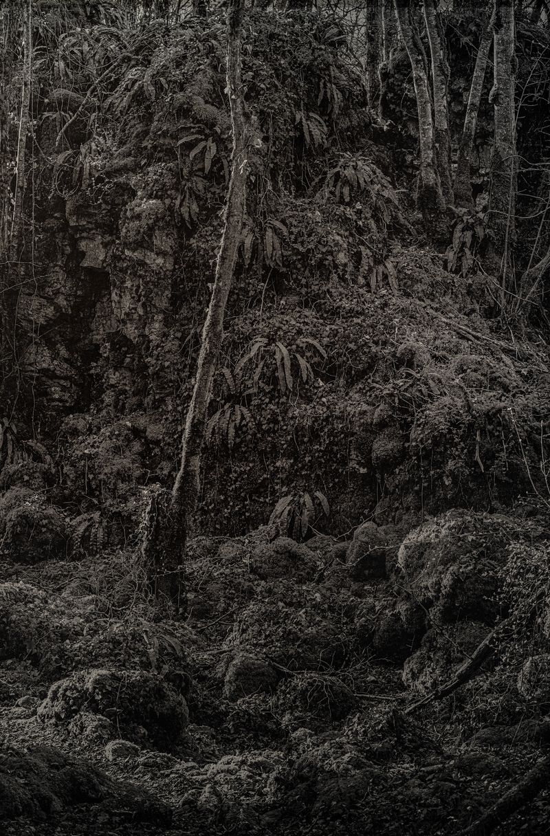 © Amélie Labourdette - Image from the A pure spirit grows beneath the bark of stones photography project