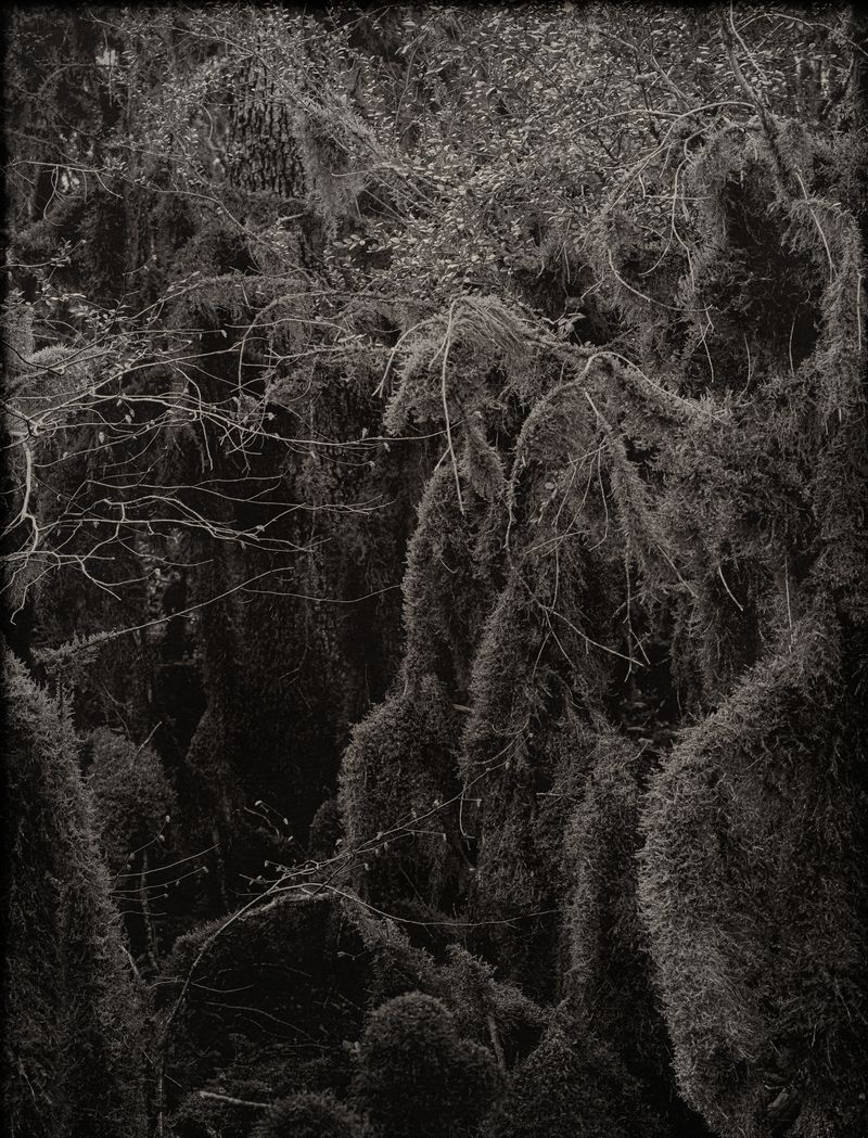© Amélie Labourdette - Image from the A pure spirit grows beneath the bark of stones photography project