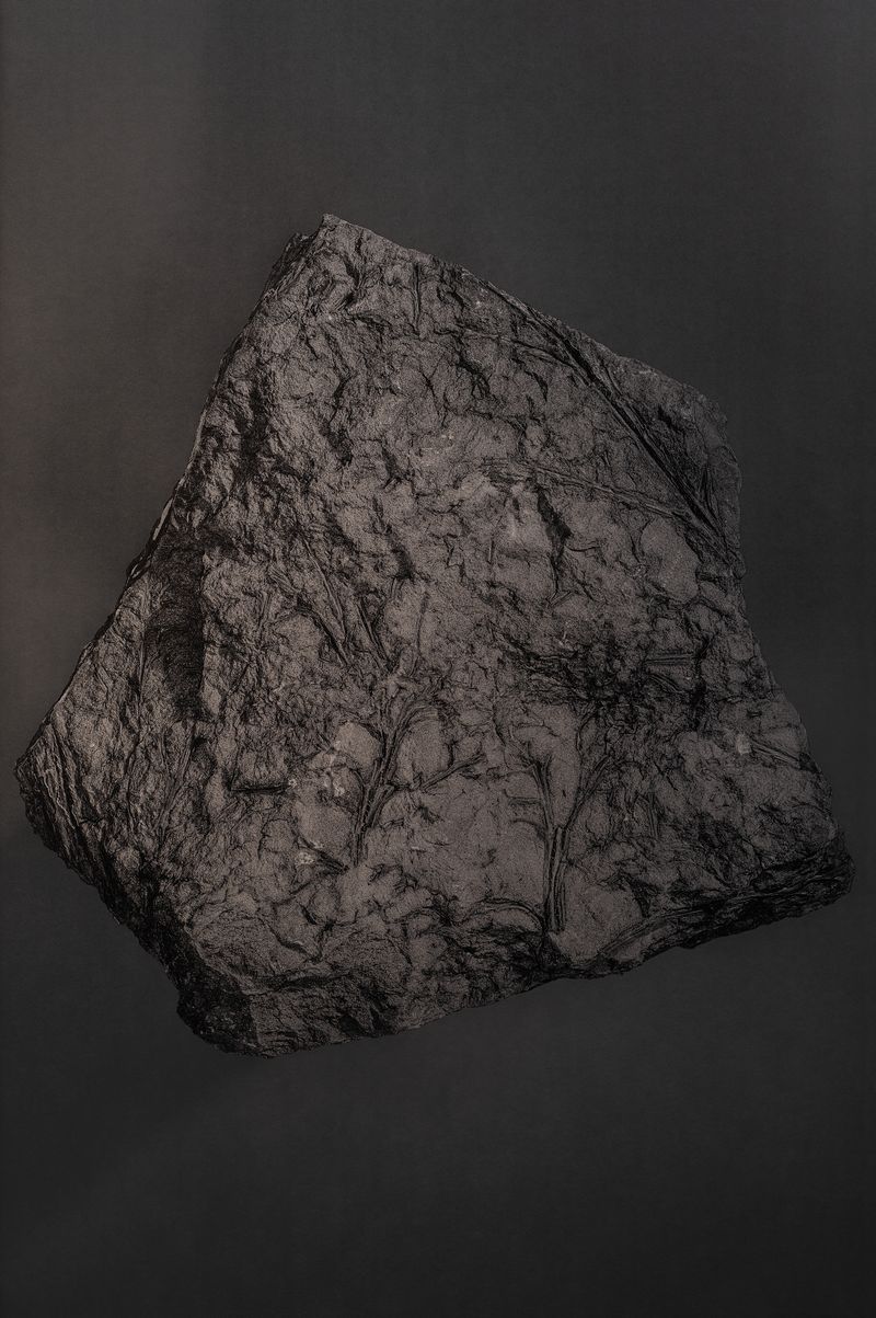 © Amélie Labourdette - Image from the A pure spirit grows beneath the bark of stones photography project