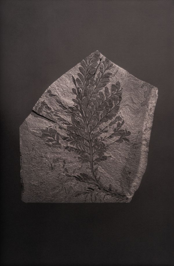 © Amélie Labourdette - Image from the A pure spirit grows beneath the bark of stones photography project