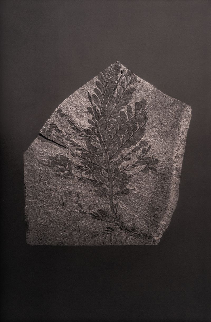 © Amélie Labourdette - Image from the A pure spirit grows beneath the bark of stones photography project