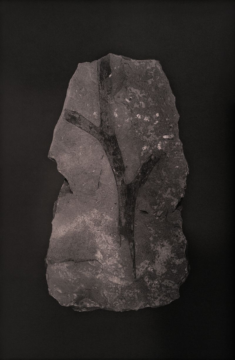 © Amélie Labourdette - Image from the A pure spirit grows beneath the bark of stones photography project