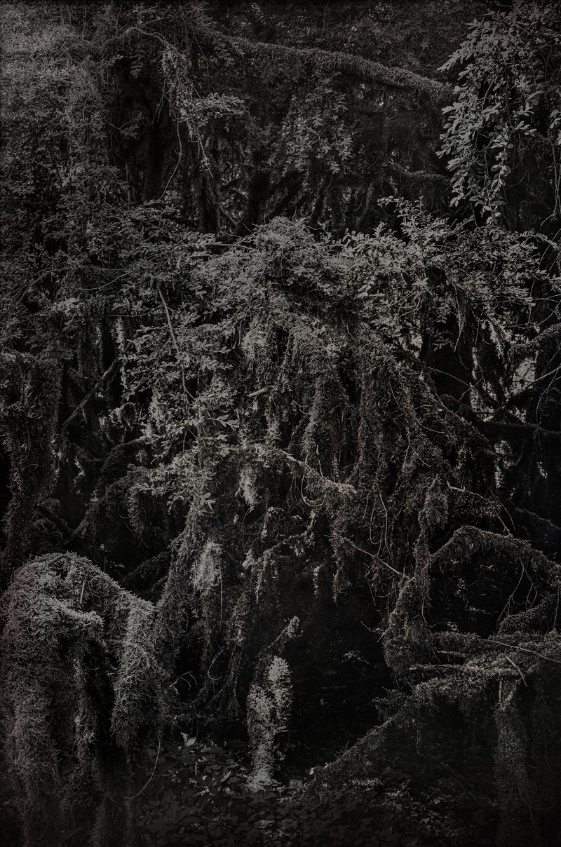 © Amélie Labourdette - Image from the A pure spirit grows beneath the bark of stones photography project