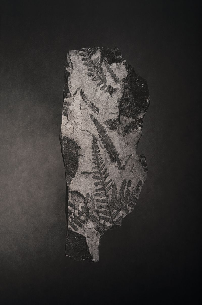 © Amélie Labourdette - Image from the A pure spirit grows beneath the bark of stones photography project