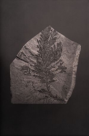 A pure spirit grows beneath the bark of stones