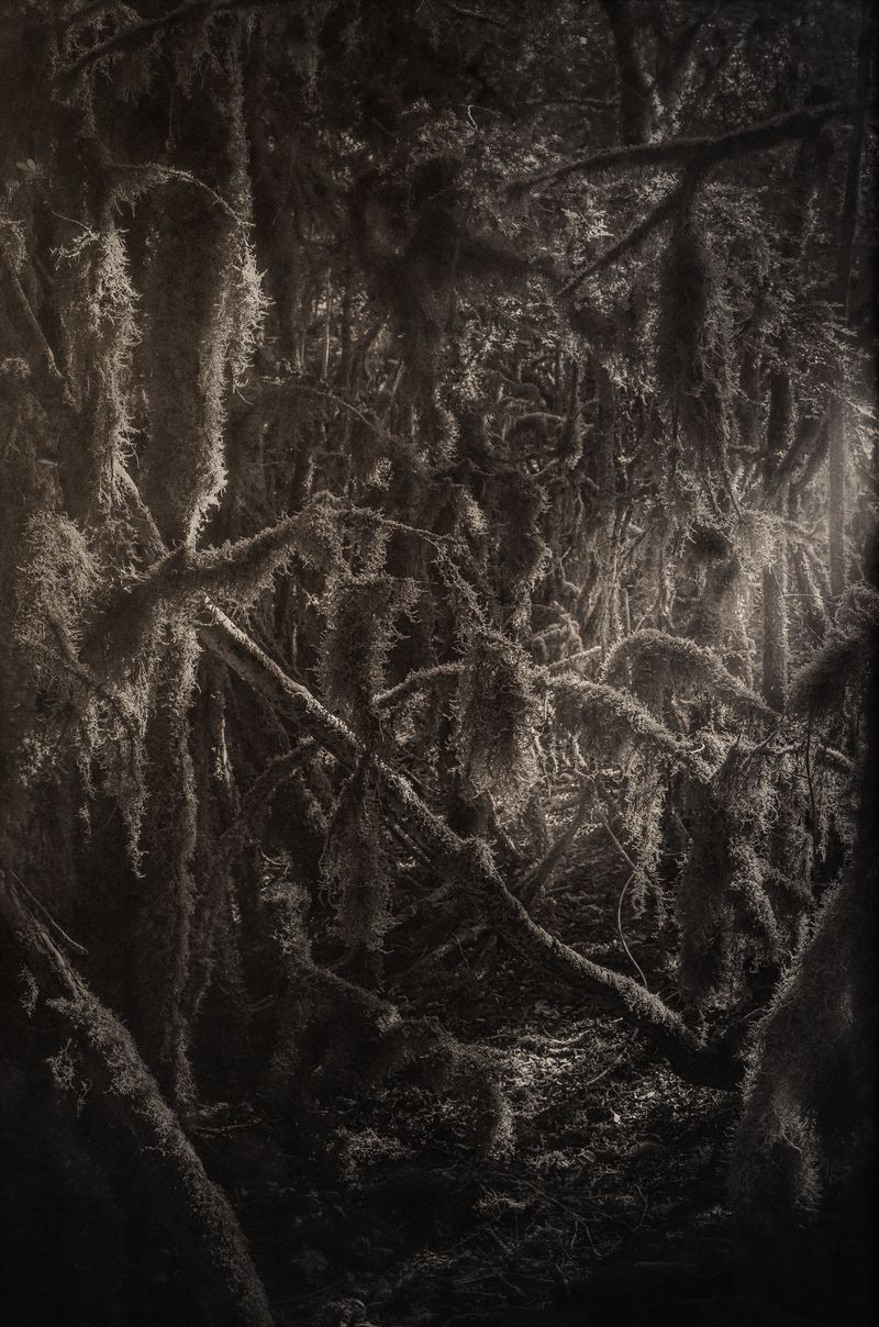 © Amélie Labourdette - Image from the A pure spirit grows beneath the bark of stones photography project