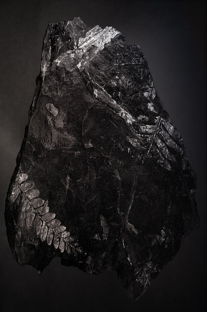 © Amélie Labourdette - Image from the A pure spirit grows beneath the bark of stones photography project