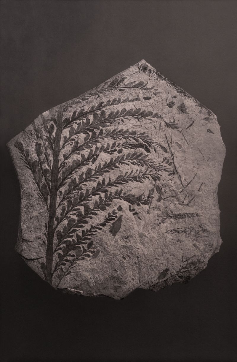 © Amélie Labourdette - Image from the A pure spirit grows beneath the bark of stones photography project