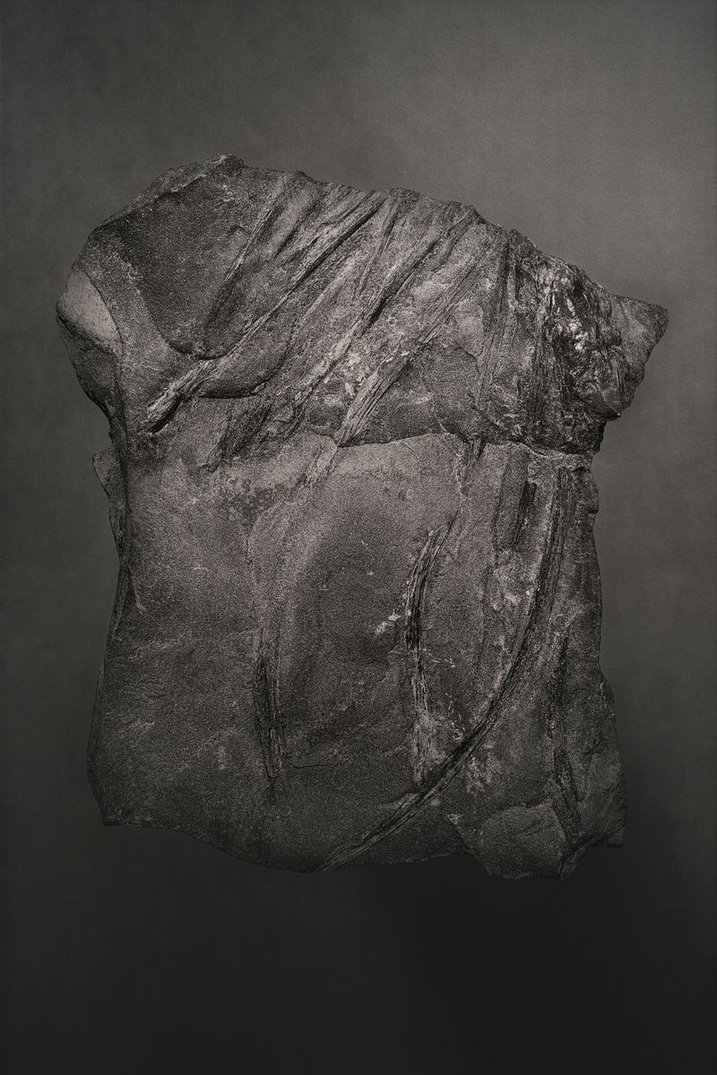 © Amélie Labourdette - Image from the A pure spirit grows beneath the bark of stones photography project