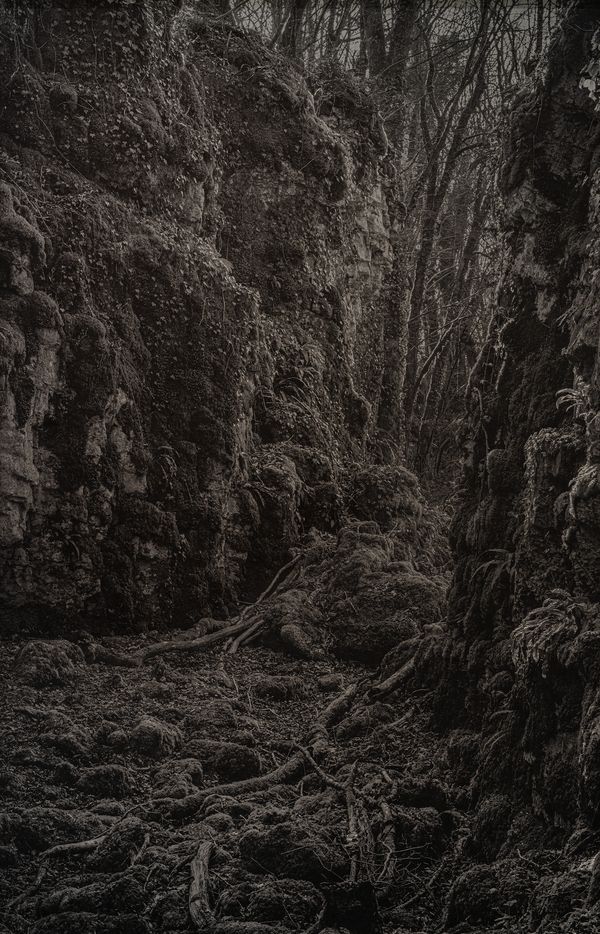 © Amélie Labourdette - Image from the A pure spirit grows beneath the bark of stones photography project