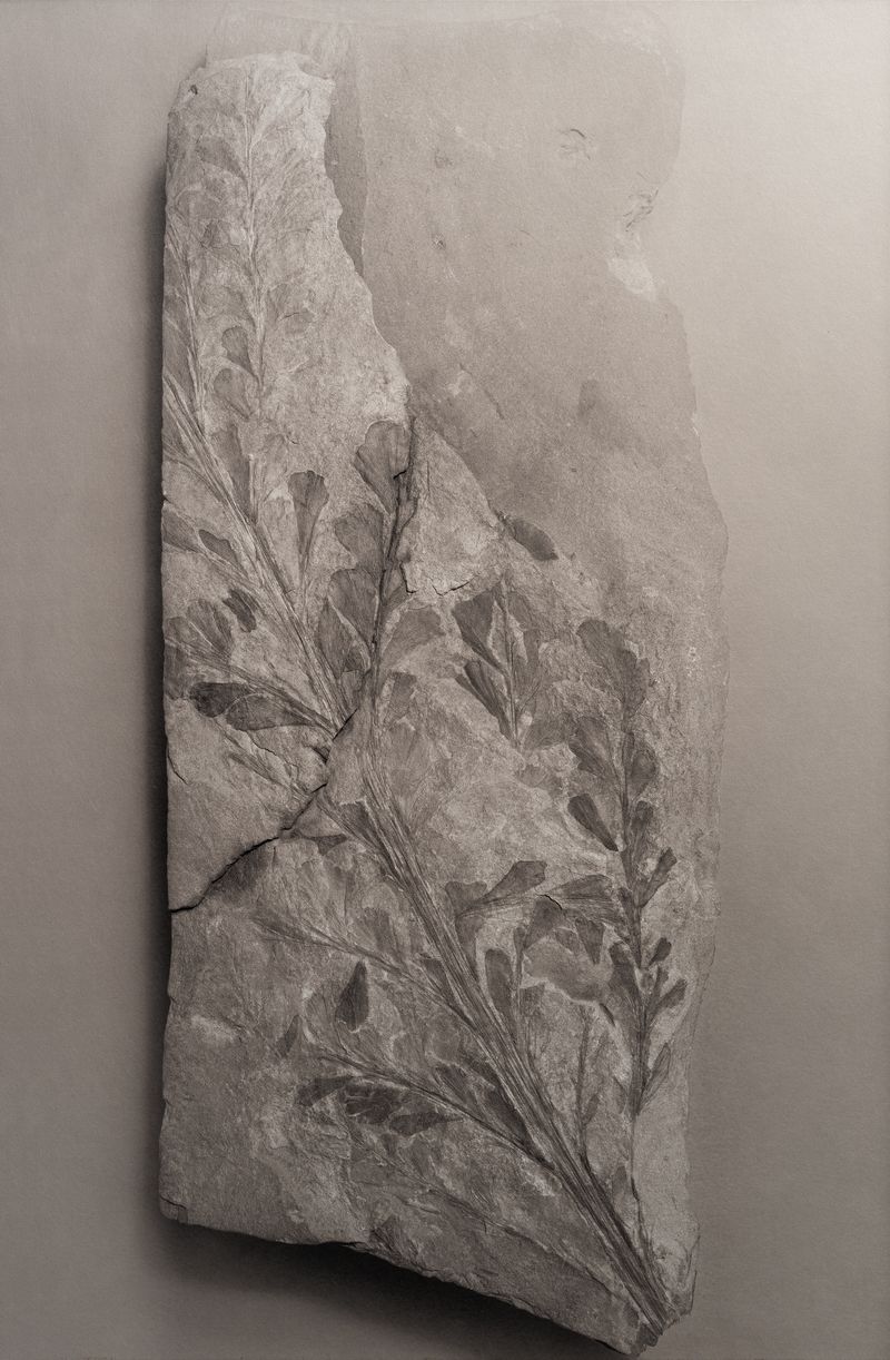 © Amélie Labourdette - Image from the A pure spirit grows beneath the bark of stones photography project