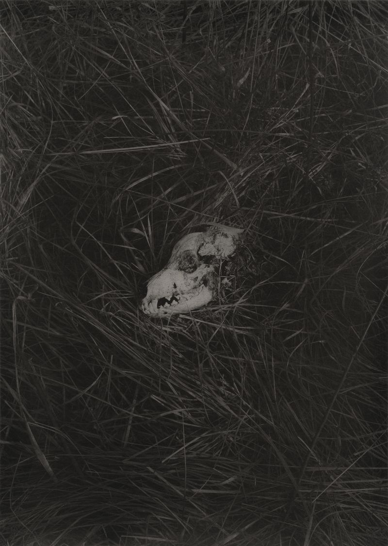 © Amélie Labourdette - Image from the Kósmos, plurality of worlds as Aby Warburguan library photography project